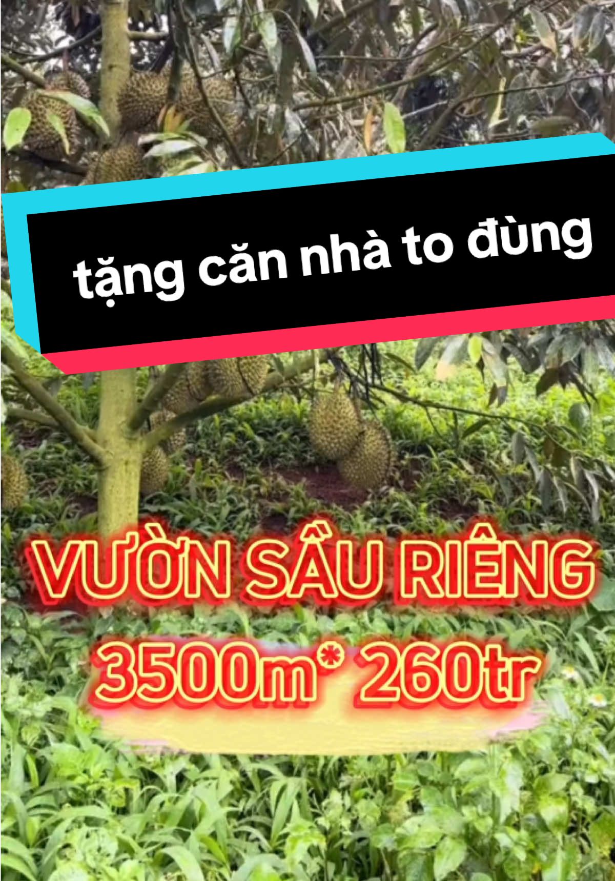 vườn sầu riêng 3500m chỉ 260tr tặng nhà sẳn mùa sau là thu hoạch dx #datngopgiare #sandatngop #bdssaigon #bdsbinhduong #bdsbd #datnengiare #reviewbatdongsan #batdongsan 