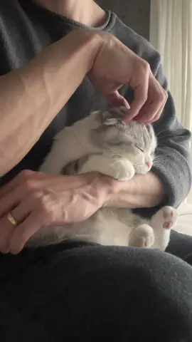 🧸？#cat #猫 