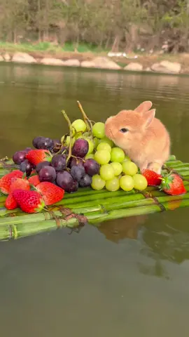 #cute #douyin #rabbits #china #fpy #😍#lol #cuterabbit #cat 