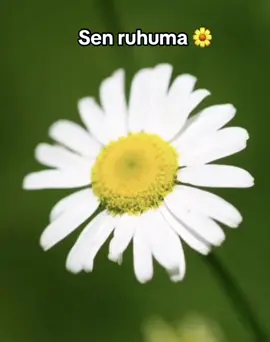 Ask da sen hasret de sen bende sen 🌼🌼🌼