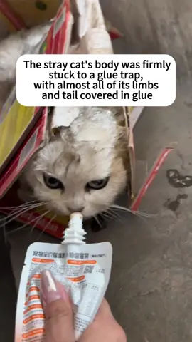 Rescuing Stray Cats#cat #cats #rescue #rescuecat #straycat #catsoftiktok #catlover #animal 💕