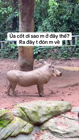 Cốt ơi sao m ở đây?. #GreenCreator #Vinpearl #VinpearlGolf #VinWonders #WonderSummer2025 #dulich #vinpearlsafariphuquoc🐆🐅🐪🐂🐐🐘 #vinpearlsafariphuquoc #SafariPhuQuoc 