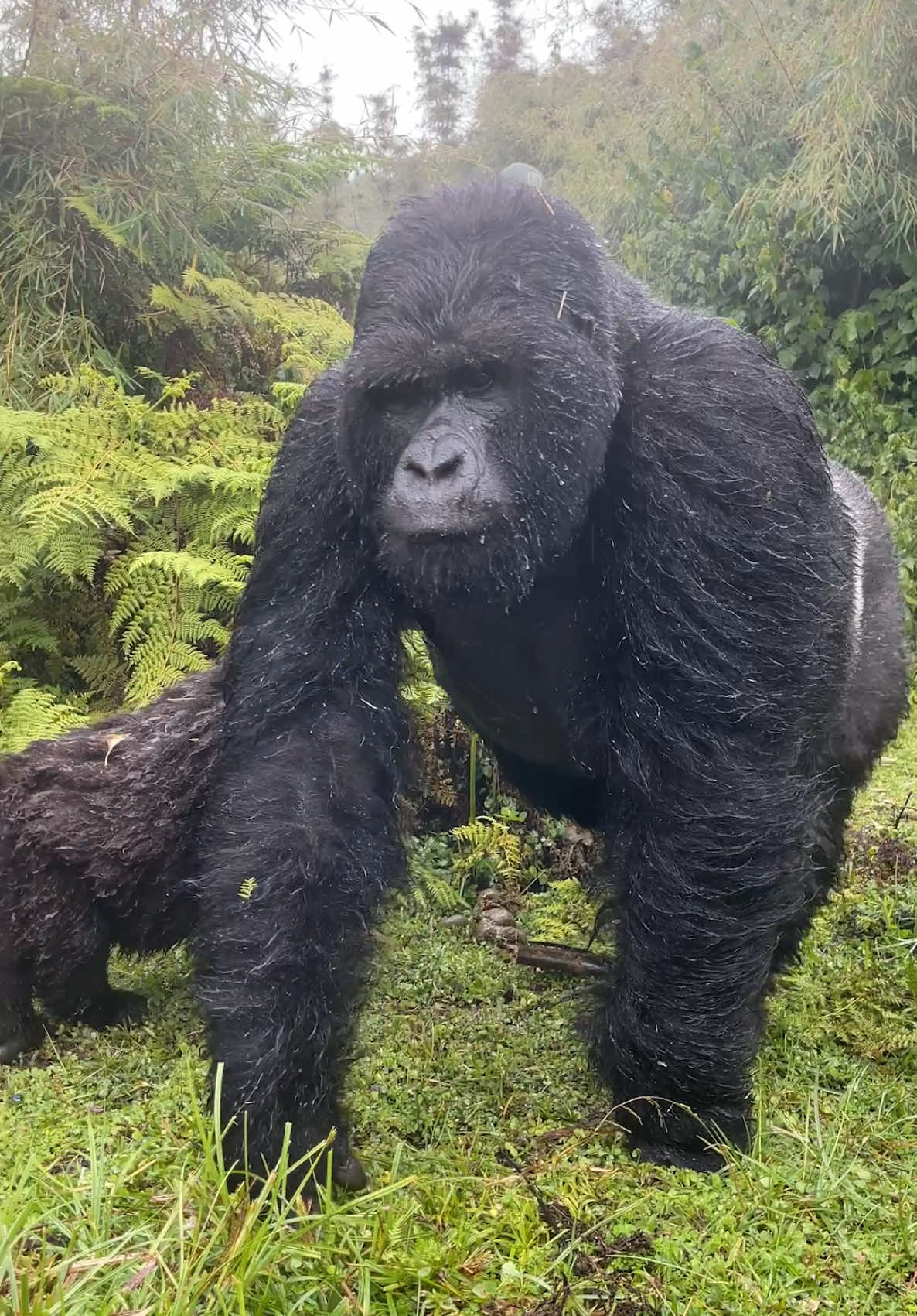 The moment when the Silverback walks right up to you!  @arcearthtravel  #upclose #travelwithpurpose #arcearth #wildlife #gorillas #1vs100 #gorillavs100men