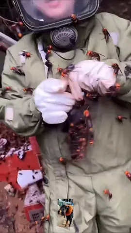 Hunting the Giants: Catching Japanese Hornets. #Hornets  #Catch 