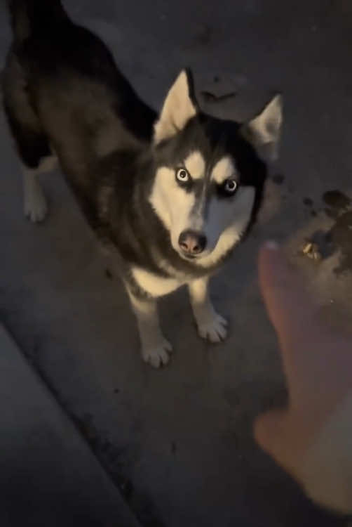 Husky!#dog #cute #dogs #interesting #foryou #usa🇺🇸 #foryou #funnydogs #usa🇺🇸 #happy 