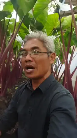07.36 474% Q talas pratama Cari seorang dokter lulusan universitas ternama banting stetoskop jadi petani talas. omzetnya milyard an rupiah 9.159 ... 912 Mas Ari Purnomo Adi-03-10 870 Thailand Pratama III #ceritadesa #suasanapedesaan #desa 729 #dokterdesa #talaspratama #ketahananpangan #berkebun #bertani sedikit Tambahkan komentar...