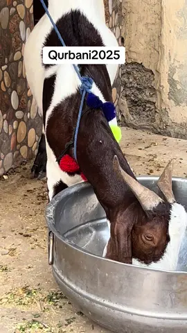 #uk #rawalpindi #qurbani2025 #fyp #tik_tok #viral 