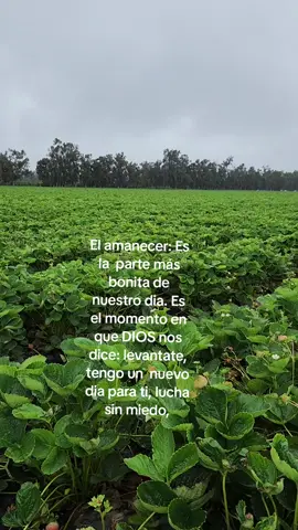 bonita mañana🙏