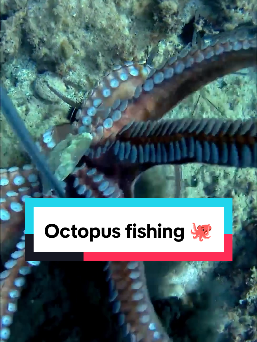 Octopus catching  #spearfishing #fishing #octopus #octopus🐙 
