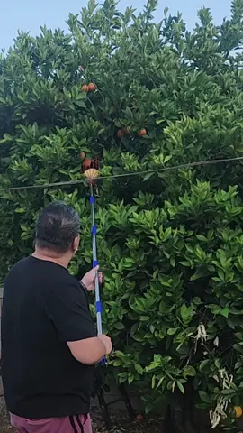 This is the tool used in the previous video. #fruitpicking #helpfultool  #fruitpicker #fruits #fruit #Summer 