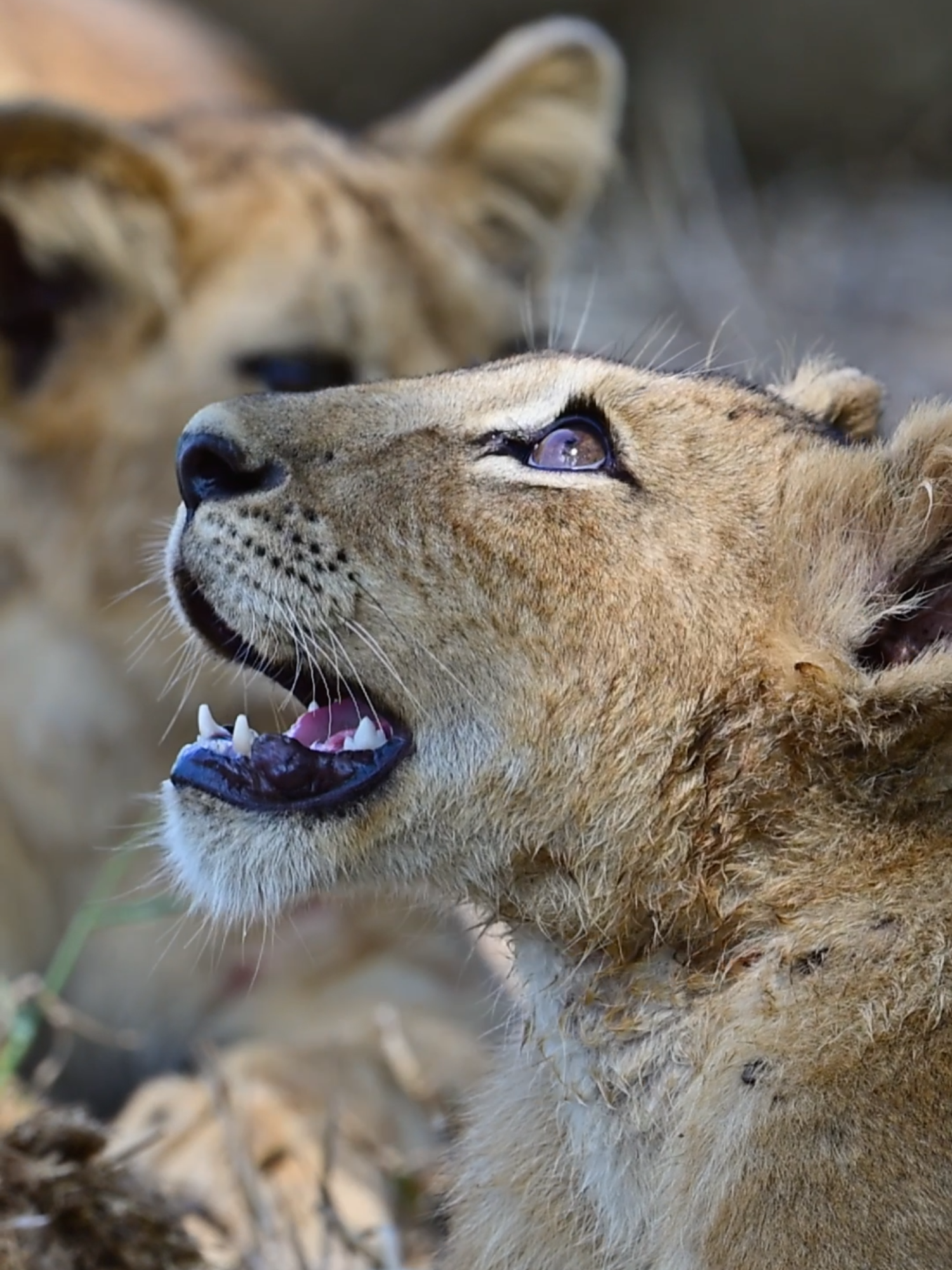 Wild LION Cubs Play #nature #cubs #lion #animal