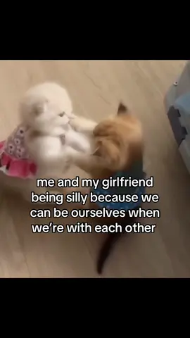 #cat #catsoftiktok #catlover #kitten #sillycat #cute #meowconcept #Relationship #couplecomedy #gf #girlfriend #ilovemygf #fyp 
