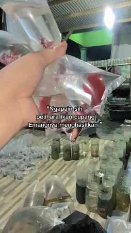 Alhamdulillah masyaallah ,sedikit yang penting berkah#cupanghiasindonesia #cupanglampung #cupanghalfmoon 