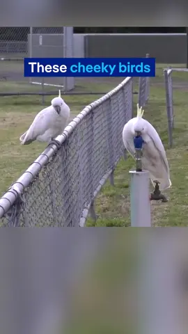Climate change heats up the cities? Well, Sydney’s cockatoos are helping themselves out. The cheeky birds have been caught on camera doing something pretty wild – and surprisingly clever. They’ve figured out how to press the buttons on public water fountains to get a drink! While some of us still struggle with their mechanism, the birds are casually helping themselves to a refreshing sip. It all started in Sydney’s suburbs, where locals began noticing cockatoos hanging out by the fountains. Successful operation requires a coordinated sequence of actions: involving both feet, bill and shifting body weight to start the water flow. Scientists observed more than 500 attempts over 44 days. In almost one out of two cases the birds were successful! Experts think the clever birds learned the technique by watching people and then trying it themselves. But cockatoos aren’t just mimicking humans. They observe each other – and learn from that. A sign of social learning. Also, the birds wouldn’t drink from the public fountain out of necessity, as there was a creek only 500 metres away. There seemed to be an element of fun for the birds! Cockatoos are known for being intelligent, but this takes it to a new level. Are the birds watching us… and learning? Let us know what you think! Author: Anna Carthaus & Sushmitha Ramakrishnan Source / Study: Klump Barbara C., Walter David, Martin John M. and Aplin Lucy M. Emergence of a novel drinking innovation in an urban population of sulphur-crested cockatoos, Cacatua galerita Biol. Lett. 2025 http://doi.org/10.1098/rsbl.2025.0010 #SmartBirds #Sydney #AnimalTikTok #BirdsOfTikTok #sciencetok #science #LearnOnTikTok #dwscience #nature
