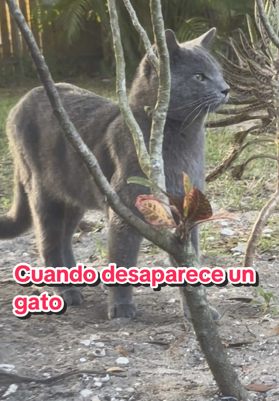 Cuando un gato desaparece, algunos dicen que está cumpliendo una misión espiritual o protegiéndote de algo que tú no puedes ver.#gato #espititualidad #gato #conexiónespiritual #amantesdelosgatos #sabíasque 