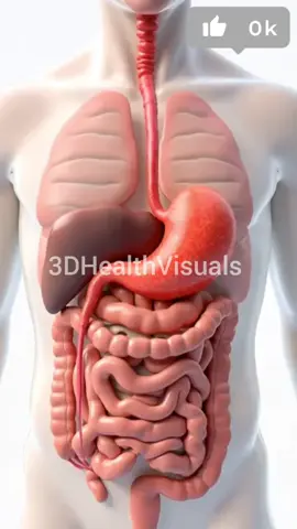 How Liver, Gallbladder & Pancreas Work Together | 3D Digestive Animation #ShortsEver wondered how your liver, gallbladder, and pancreas work together during digestion? 🤔 Watch this stunning 3D medical animation to see how bile and enzymes are released to break down food efficiently. Perfect for students, educators, and curious minds. Learn how your body digests fats, proteins, and carbs in seconds! 📌 Topics Covered: Liver’s role in digestion Gallbladder storing and releasing bile Pancreas secreting digestive enzymes Coordinated digestive function 🎓 Educational Content | 3D Visual Learning | Human Body Explained 🔔 Don’t forget to Like, Share & Subscribe for more health and anatomy shorts!3D digestive system, liver gallbladder pancreas animation, human digestion, digestive enzymes, bile function, pancreas function, gallbladder role, medical animation, educational shorts, biology short video, anatomy short, digestive process explained#DigestiveSystem #3DAnimation #Liver #Pancreas #Gallbladder #MedicalShorts #Anatomy #EducationalShorts #ScienceExplained #HealthEducation