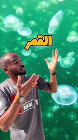 ظهور الجيلى فيش بكميات كبيرة فى ساحل البحر الأحمر فى مصر 🤯 #غوص #modrar #diving 
