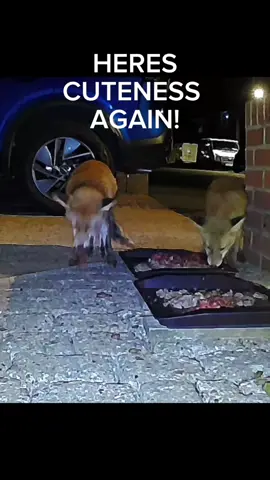 Full videos YouTube@debs3289  #fox #wildlife #cute #fyp #viralvideo 