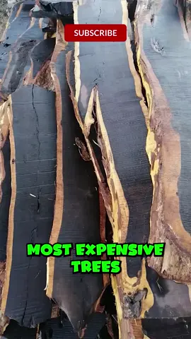 Top 5 Most Expensive Trees on Earth — #1 is Worth More Than Gold! #RareTrees #Mahogany #EbonyWood #Sandalwood #Aquilaria #AfricanBlackwood #ExoticTrees #NatureLovers #TreeFacts