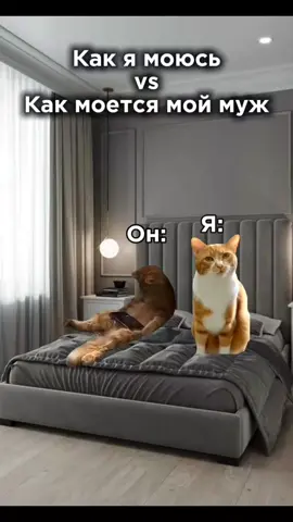 Как я моюсь в душе с мужем #котикиприколы #catmemes #жиза #сша🇺🇸 #usa🇺🇸 #россия #сша #котята 