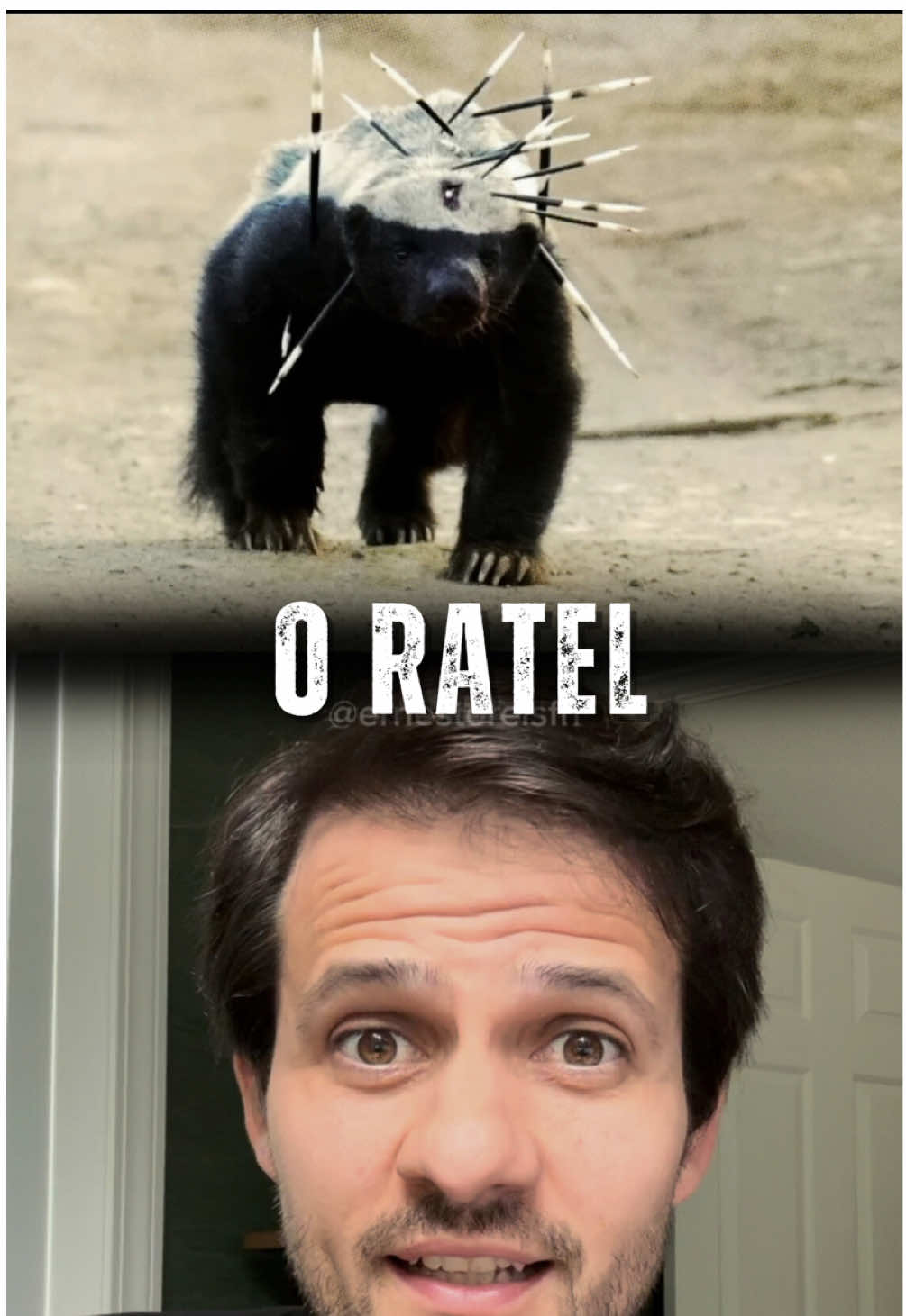 A força mais admirável é a que ninguém percebe, porque ela não está preocupada em parecer, apenas em ser. O ratel é assim: pequeno, teimoso, corajoso. Não late mais alto. Não tem armadura. Mas carrega uma alma que não se entrega fácil. Não espera o cenário ideal. Age mesmo quando parece loucura. E é por isso que sobrevive, intimida e surpreende. Ele não parece forte. Ele apenas é. Ele aprendeu que postura vale mais que aparência e que, em tempos de caos, é melhor ser raiz do que fachada. Essa história não é sobre um animal. É sobre mim. É sobre você. Sobre todo mundo que, mesmo cansado, segue de pé. Pessoas que preferem lutar com o que tem do que se esconder por não ter tudo o que gostaria. Então, se esse vídeo te lembrou de alguém que carrega uma força silenciosa, manda pra essa pessoa. E se te lembrou de você, eu fico feliz, porque você Pensa como Forças Especiais.  #pensecomoforçasespeciais #ernestoreis #ratel #coragem #autenticidade #resiliência #menteforte #força #pcfe #mentalidade 