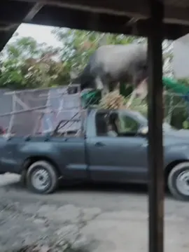 atraksi sapi qurban 2025 #sapingamuk#sapifrestyle#sapicore#fyfe
