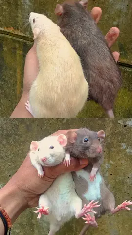 rat Dumbo ear🐁🐁😚 #balackdumbo #dumbohusky #fancyrat #tikuslucu #tikuspeliharaan  #cuteanimals