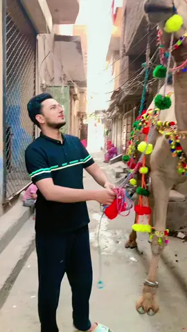LAST DAY🥹🐪✨❤️ #trendingvideo #tiktokviral #qubani #eidulazha #qurbani2025_انشاءاللہ #tiktokoffical #qurbani #malikumarfam #malikumarfam #trendingsong 