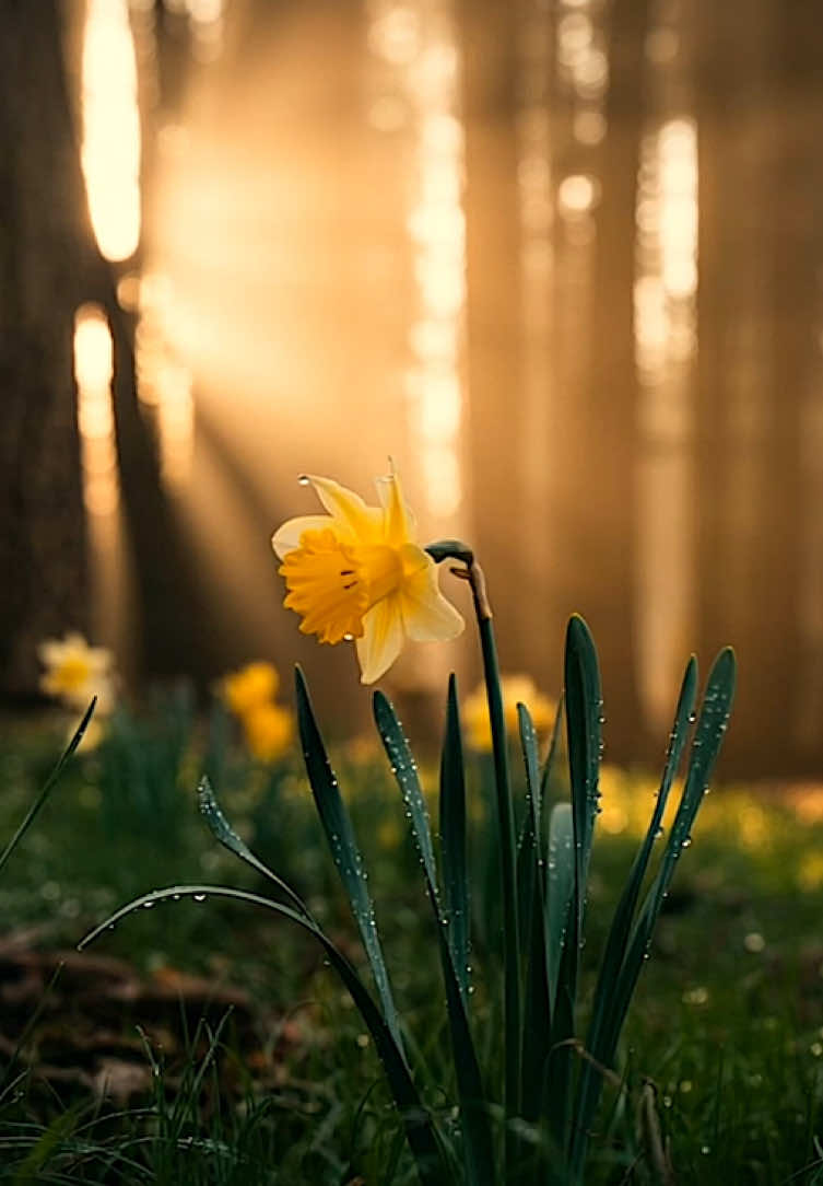 Peaceful plants in the wind #fyp #foru #foruyou #beautiful #positivevibes #feelinggood #beautifuldestinations #mood #moody #aesthetics #aestheticvideos #relax #relaxing #relaxation