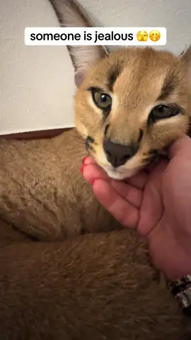 #mufasa #nala #caracalcat #caracal #feline #cats #catsoftiktok #catlover #catlove #catlife #happycaracal #friendlycaracal #fyp #followers➕ #purelove #kitten #caracalkitten 