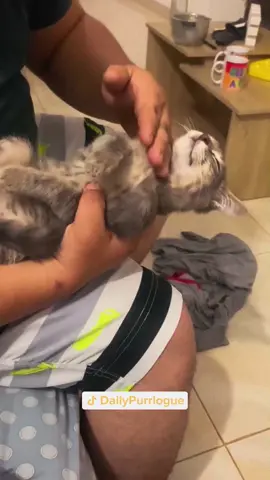 #cat #catsoftiktok #catlovers #cats #funnycats #catlover #funnycat #fyp 