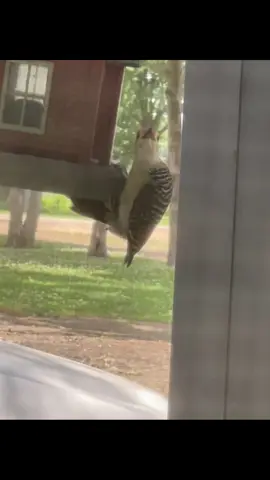 Woody the Woodpecker has found the bird seed! #mississippi #deltamississippi #rvlife #woodpecker #woodpeckers #woodpeckerwoody #birdfeeder #birdfeeding 