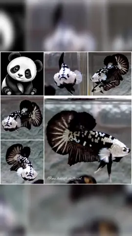 Assalamualaikum 👋 Code PPK29 • Pair Black Panda ( Mamba Masking Big Ear ) • Male & Female • Size L & L • Total Lenght 5.5 cm & 5.4 cm up #jualcupang #bettathailand #ikanhias #fyp #betta #cupangbandung #travelwithlove #topbettagalery #cupangjakarta #bettausa #1minutebooster #bettafishtank #fishtank #jabarjuara #JelajahRomantis #bettacoholic #bettacommunity #beautifulfish 