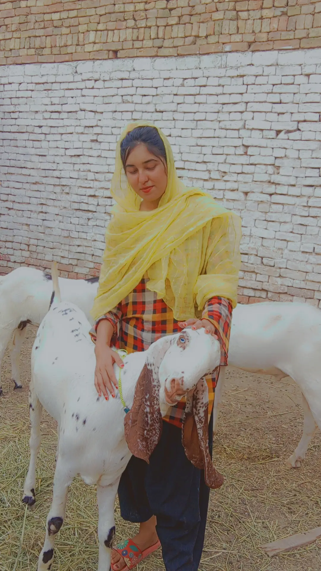 eid diye chana ❤️  #tiktok #foryoupage #trending #foryou #fyppppppppppppppppppppppp #fyyyyyyyyyyyyyyyy #dontunderreviewmyvideo #raniaabbasi295 #creatorsearchinsights #foryoupageofficiall #1millionviews #سنگت_ویڈیو_وائرل_کریسو_آپ_ہیں🥀🌼🙈✨🎇 #fyppppppppppppppppppppppp #unfrezzmyaccount #fyy #fyy #fyyy #100k #1millionaudition #duet #fyp #foryou #foryoupage #tiktok #trending 