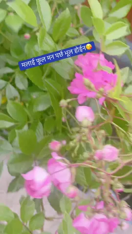 मलाई तिमी धेरै मन पर्छ#फुलीरहनु ल#फूल सॅगको गफगाफ#फूलकुमारी#loveflowers @krishnasapkota12 