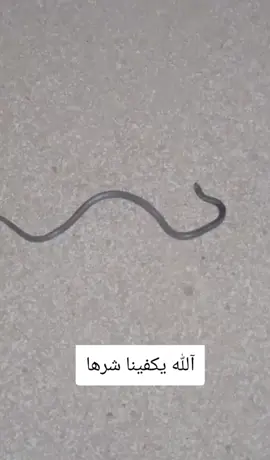 عيد الأضحى المبارك  جده