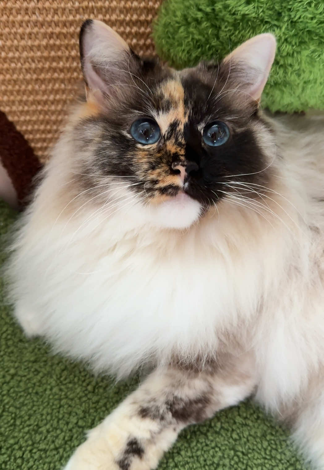 Yes, it’s shaky. Yes, it’s because I was overwhelmed by her cuteness 😭 • • • #ragdoll #ragdollcats #ragdolllove  #ragdolloftiktok #ragdolloftheday #cat #cattok #catlove #katze #katzenliebe #chimera #chimeracat #twoface #twofacecat #doubleface #germancat #catInfluencer #catfluencer #petfluencer #catsoftheday #catlife #purrfect #catmodel #kittylove #pebbles #fyp #foryou