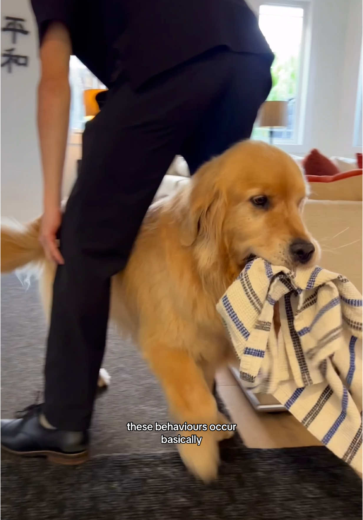 Every day greeting in this house 😄#goldens 