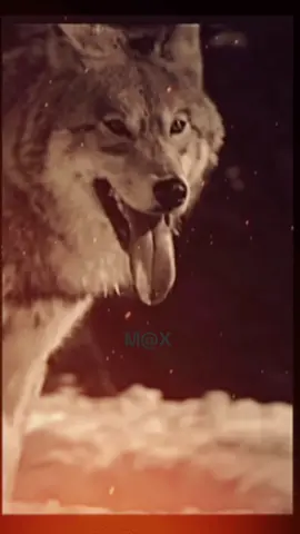 # Forse devi cominciare a perdere # Beautiful Grey Wolf # M@X-Wolf TikTok # Sostieni WWF # Perte # foryou # foryoupage # fup # 