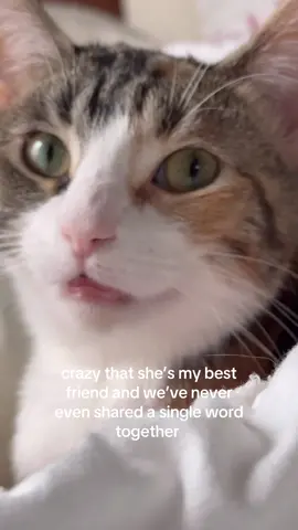 👄 #fyp #foryou #funnycats 