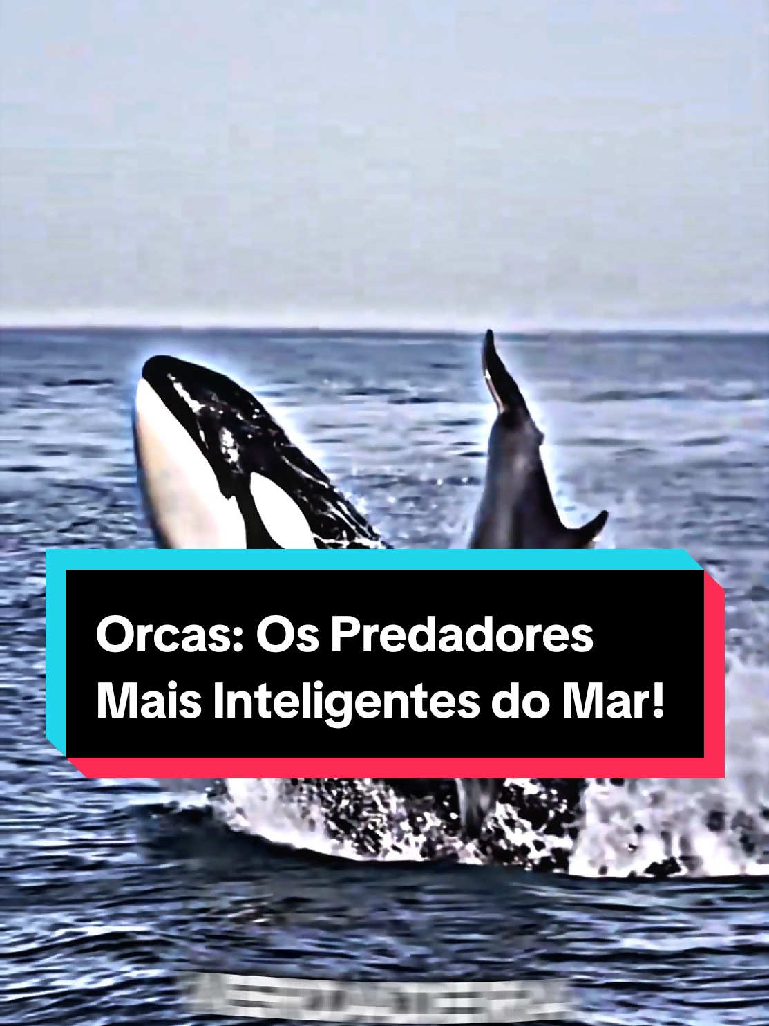 Orcas: Os Predadores Mais Inteligentes do Mar! #Curiosidades #MundoAnimal #orca #oceano #foryoupage #fyp 