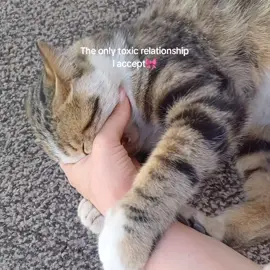 Yeah, it hurts But I'd let him do it a million times again💓 #catlover #cat 
