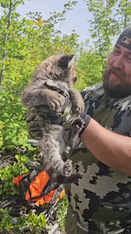 Cougar research at its cutest form!