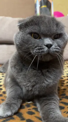 #angrycat #кіт #кіттіктокер #cat #catsoftiktok #повелительквартири #володарквартири #рек #рекомендації #timokha_boss #fyp #FYP #viral_video #котикиприколы #котик #cats #meow #котэ #catlife #cats