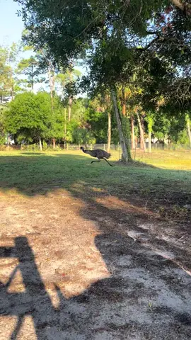 I just felt like running… #forestgump #emu #farmlife #emuoftiktok #farmlife #happy #happiness #farm #goofyanimals #Running #dogsoftiktok #chaos