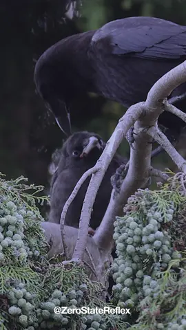 Crow Baby Parenting ❤️ #crow #crowbaby 