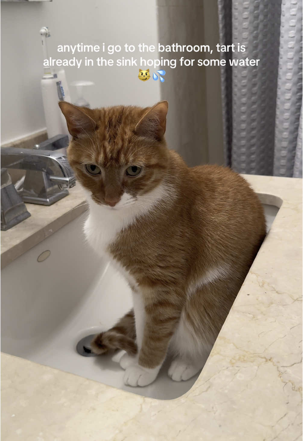 he is a water fiend even tho he has his own water fountain and water bowl 🙈 #tarttok #tartinthecity #catsoftiktok #nyc #thirsty 