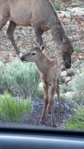 Sound up for the cutest elk calf call ever!! . . . #wildationship #wildlifephotography #elk #elkcalf #babyseason 