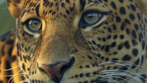 Onça Pintada - Preserve a Natureza - Brazil - #brasil #brazil 