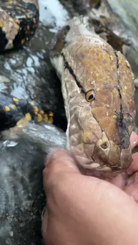 Nihh yang tanya2 gimana caranya ular minum Udah terjawab ya gaiss🫰 . . #reticulatuspython #reticulatedpython #reptiles #reptilesoftiktok #malang #malanghits #malang24jam #singosari #singosarimalang #singosari24jam #reptilekeeper 